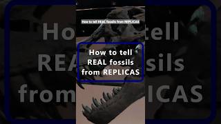 How to tell if a fossil is REAL or REPLICA (Fake) #dinosaur #science #fossil #paleontology