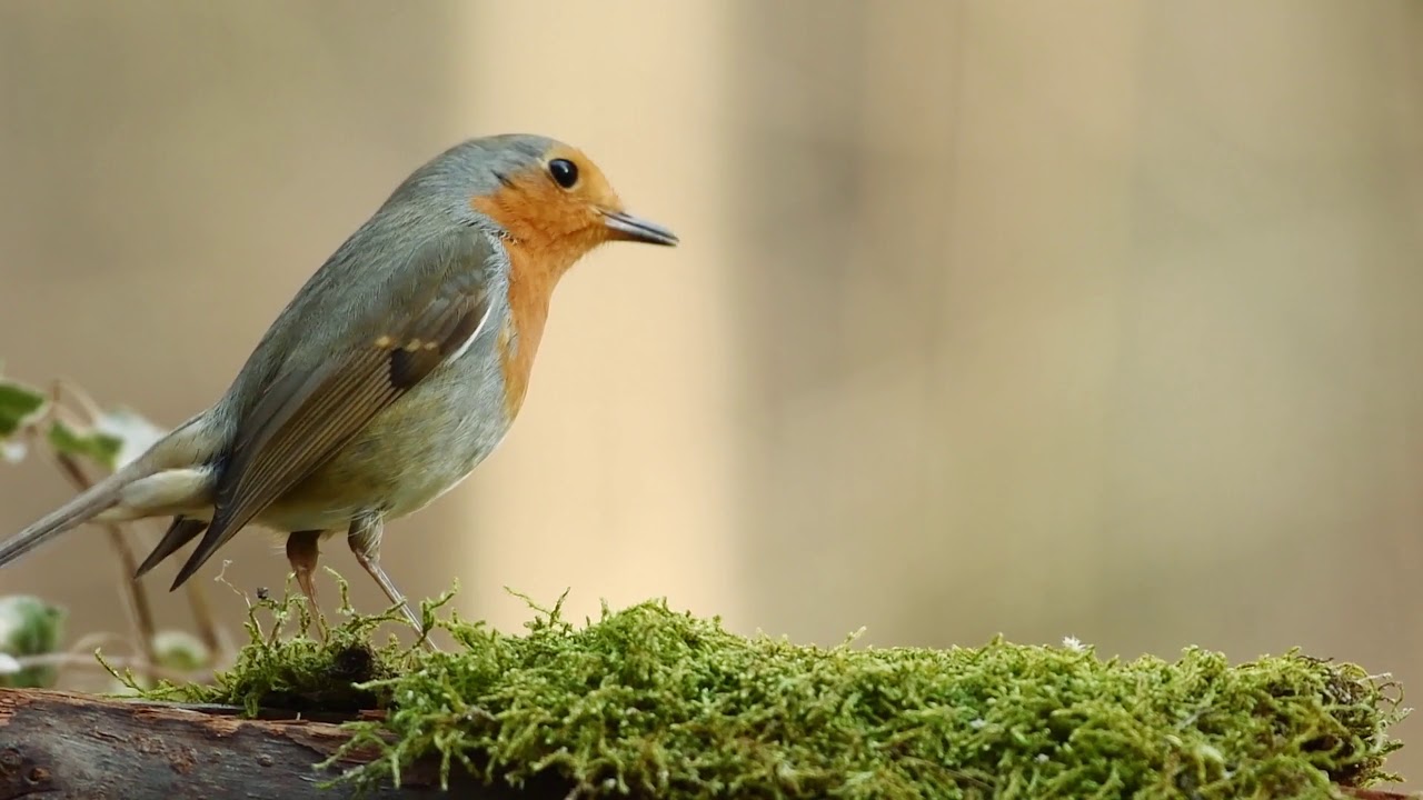 Зарянка - маленькая яркая птичка