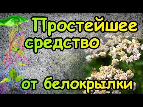 Неприлично простое средство от БЕЛОКРЫЛКИ