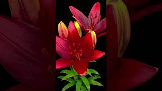 Beautiful Lily Blooming in 4K 🌷 Peaceful AI Time-Lapse for Relaxation