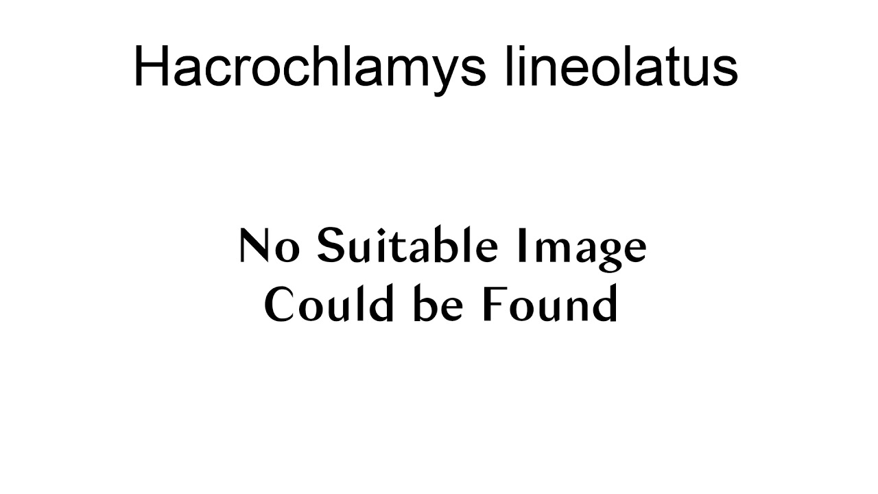 Hacrochlamys Lineolatus