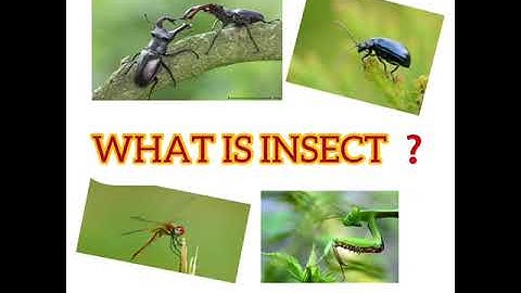EXTERNAL ANATOMY OF INSECT