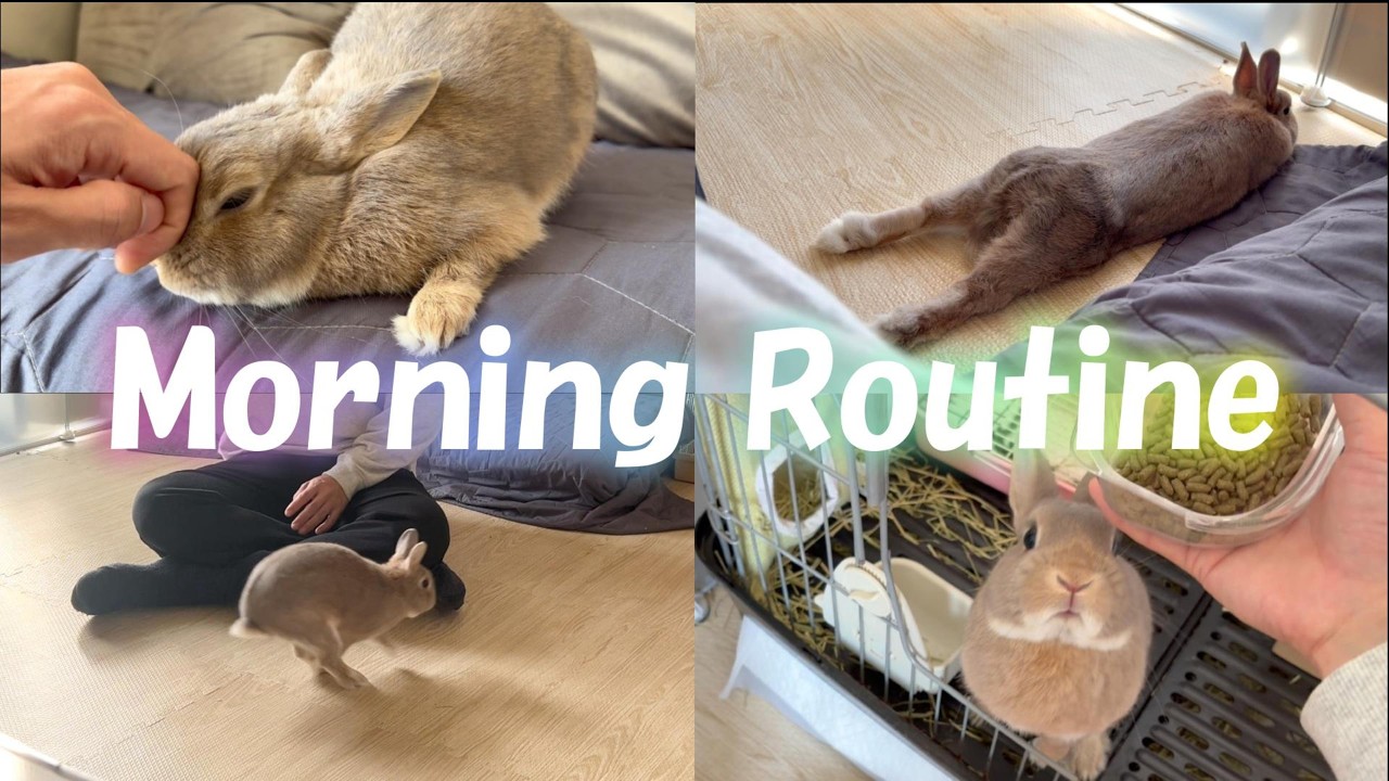 べた馴れうさぎの朝が尊すぎる件