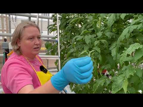 Video: Kuidas kasvatada tomateid? Kasvatusmeetodid, istutamine ja hooldus