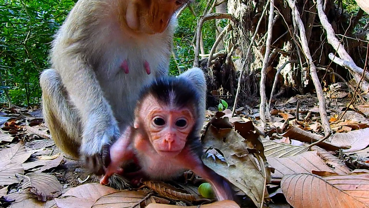 Not Bad! Monkey Elpida Catches Cute Tiny Baby Evian Wrong Way | 