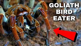 GIANT Spider Eats 5 Crickets at ONCE! *intense* | Goliath Birdeater Tarantula Feeding by Tomas Pasie 11,810 views 5 years ago 5 minutes, 19 seconds