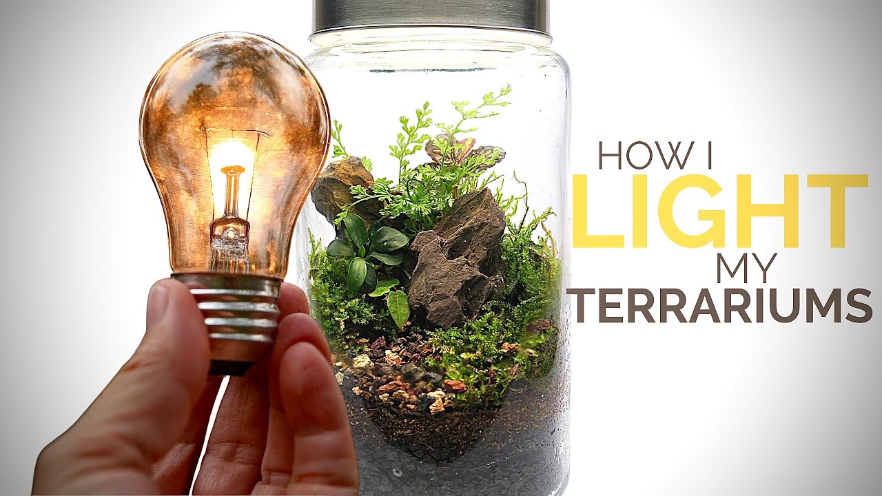 How I light my terrariums (Terrarium lighting solutions) 