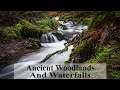 Woodlands and Water Photography on Exmoor