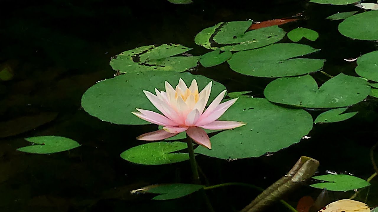 DCKina Circular Polarizing Filter to use with iPhone (Demo Video)