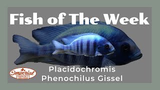 Phenochilus Gissel