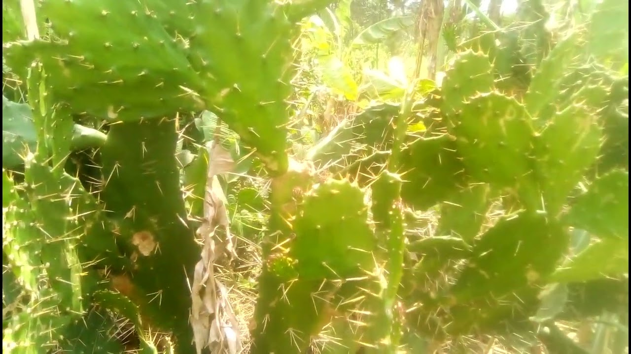 Engabo ya Kabaka/Cactus/Cactacea/Opunia Ficus Indica.