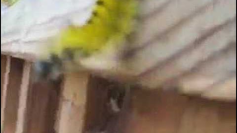 Fuzzy Yellow Caterpillar