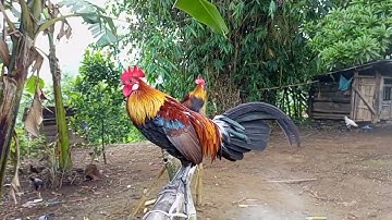 los saib kuv cov qaib dib thiab qaib qus nawb 17/6/2022