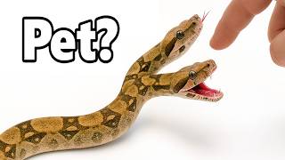 Celebrity I Got a Pet 2-Headed Snake... (0.001%) Wealth