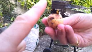 Bumble Bee Highfive