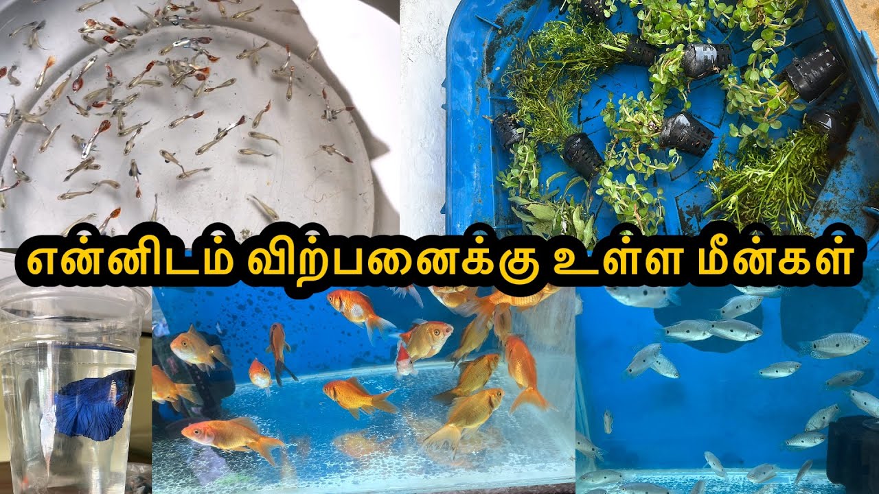 என்னிடம் விற்பனைக்கு உள்ள மீன்கள்|Erode|Guppy|All In Our Fishes|Sales |Aquarium