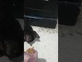 Thank you for 1 MILLION GIMME SNACK #cat #pets #trending #viral
