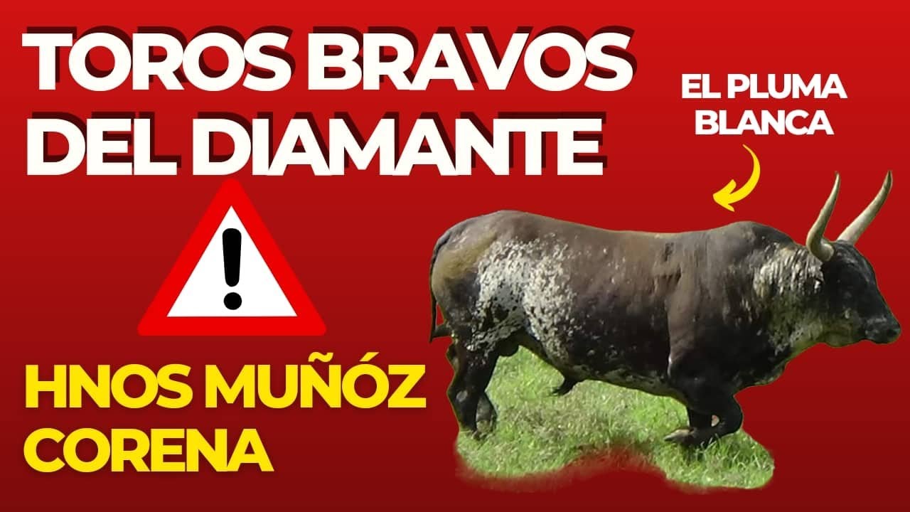 Ganadería El Diamante de los Hermanos Muñoz Corena| Domingo 16 de Octubre.
