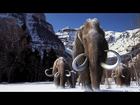 Wideo: Czy w pobliżu były mamuty z dinozaurami?