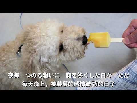 有中文翻訳　もう一度　竹内まりや　NHKドラマ「定年女子」主題歌　フル歌詞付きアカペラ　covered by mocha　チャンネル登録お願いします。