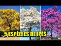 5 espécies de Ipês Arvores nativas do Brasil !  ( amarelo , roxo , branco , verde e tabaco )