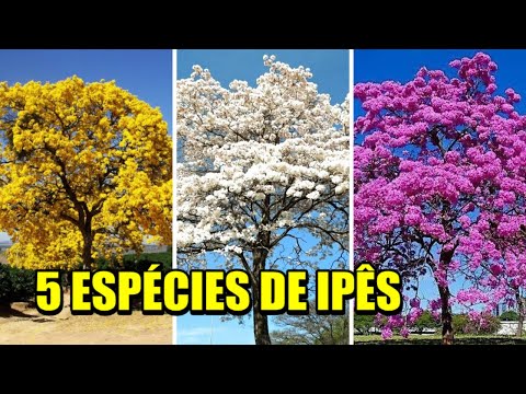 Vídeo: 5 Tipos de árvores com casca branca
