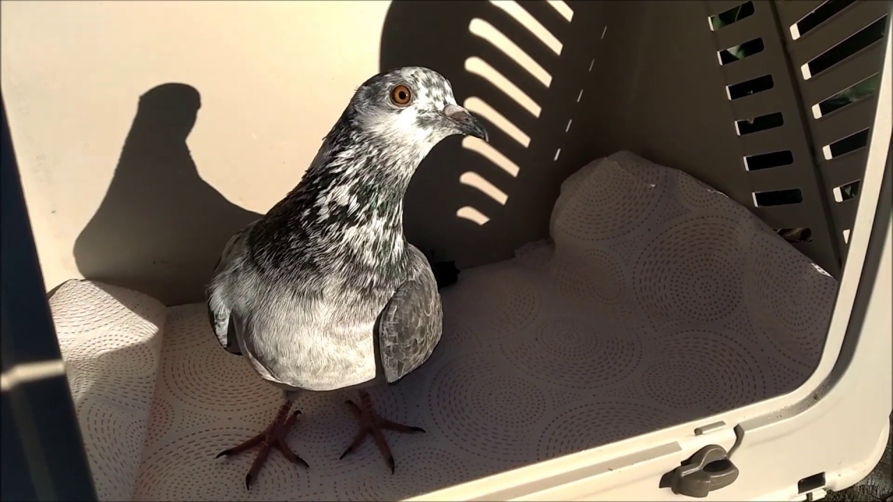 Paramixovirus en palomas (pigeon PMV)