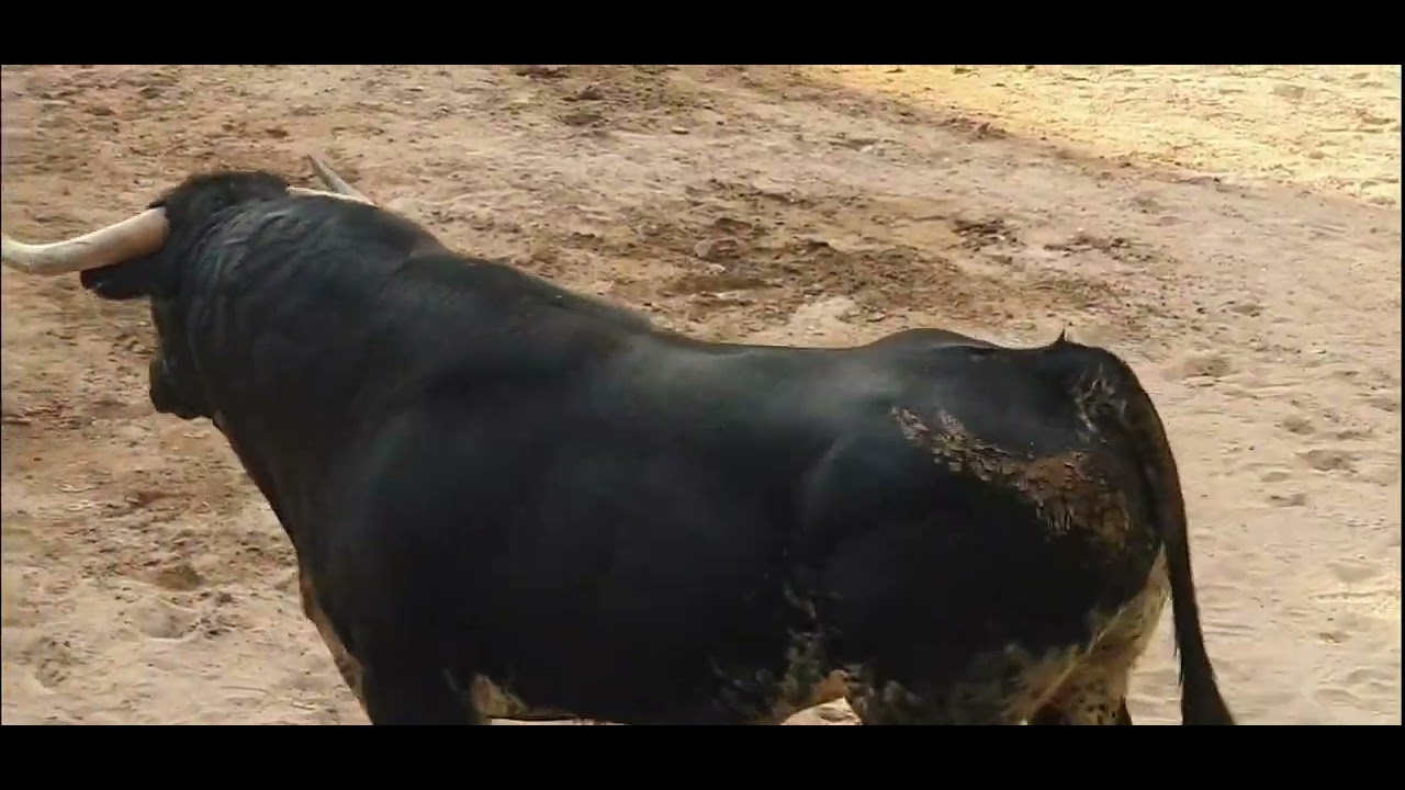 Festejos Populares Foios 2025.Toros Cerriles Ganaderias Gerardo Ortega y José Luis Pereda.28/06