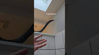 There's a giant snake hiding in my shower.