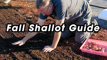 Fall Shallot Guide | When & How to Plant Shallots for Bigger Harvests
