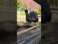 G'day!😄 Big Aussie bird.🏞 Collaborate with nature!🌏 You soul is unique.🧬 You are worthy!⛓️‍💥 #EMU