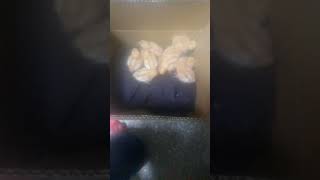 來我們家第一天的小雞20190810