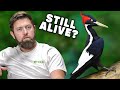 Wildlife Expert Reviews Extinct Ivory Billed Woodpecker Photos 