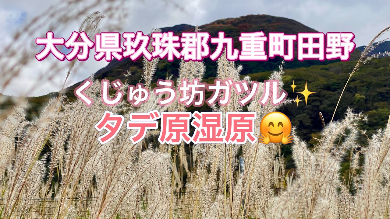 【九州Drive】大分県玖珠郡九重町田野「くじゅう坊ガツル・タデ原湿原🤗」中間湿原として国内最大級の面積を有する湿原✨️