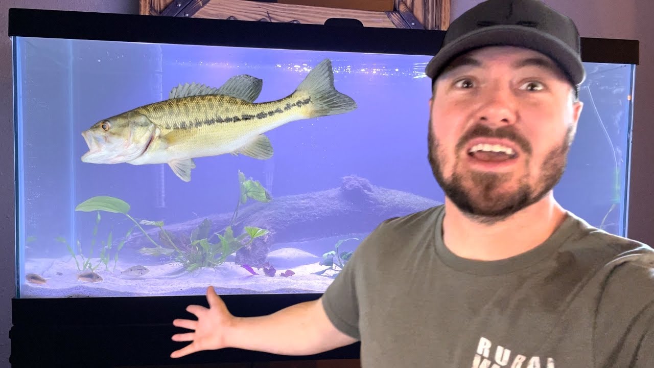I put BASS in our Family FISH TANK! YouTube
