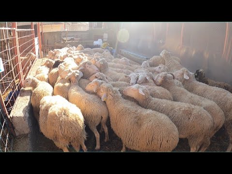 SÜRÜ BÜYÜYOR - KUZULAR ÇOĞALDI - KOYUN KUZU BAKIMI ( koyun kuzu videoları, koyunculuk koyun çiftliği