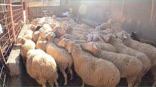 Sürü Büyüyor - Kuzular Çoğaldi - Koyun Kuzu Bakimi Koyun Kuzu Videoları, Koyunculuk Koyun Çiftliği