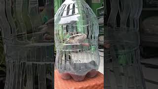 Kandang Burung Dari Galon