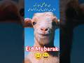 Eid Mubarak from the Goat 🐐 #shortsfeed #funny #duet #pakcrisis #comedy #reelschallenge #reels #eid