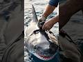 ANIMAL POV Great White Shark Explores Ghostly Shipwreck
