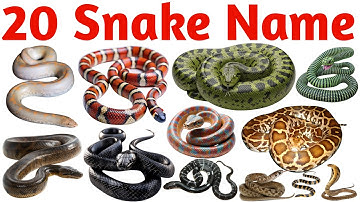 20 Snake Names in Hindi and English | Snake Names for Kids | Preschool Learning Video