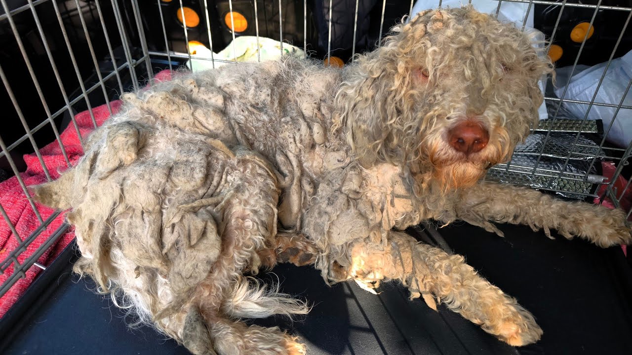 This Neglected Dog Looked Like New After A Groom