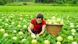 Harvesting Basketfuls Sweet Melons From a Hidden Green Field