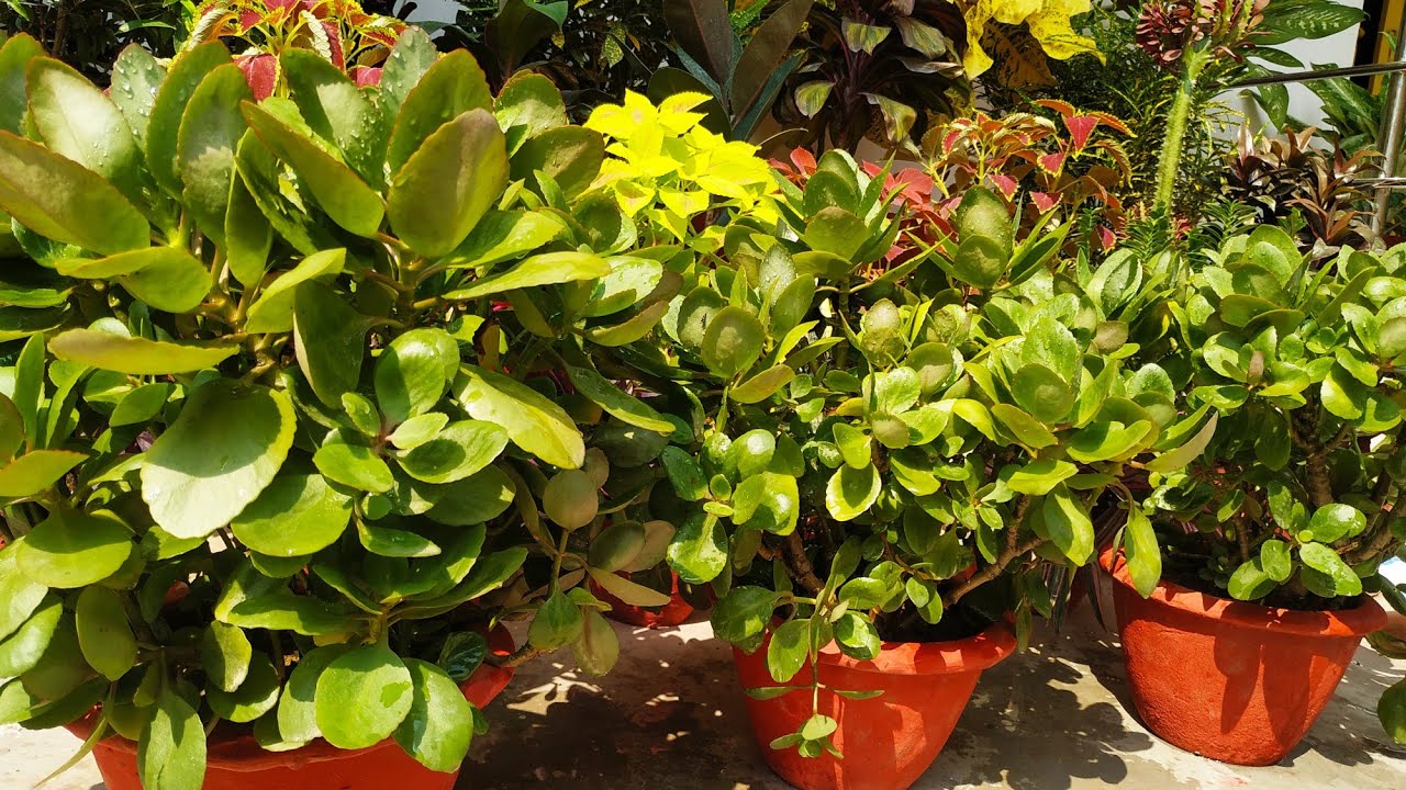 kalanchoe plant Repotting & Care YouTube