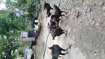 Me nyuam qaib muaj 4 sab te taw txawv heev li nawb