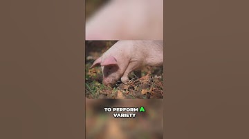 Discover the Surprising Intelligence of Pigs!