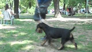 Jagdterrier Dona Presentation 2