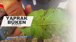 Cevizde Yaprak Büken Kurdu