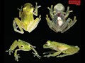 Incredible Invisible Glass Frog - Rare Bolivian Glass Frogs - See-through Skin Frogs (Centrolenella)