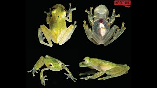 Incredible Invisible Gl Frog - Rare Bolivian Gl Frogs - See-Through Skin Frogs Centrolenella